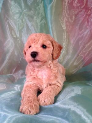 Male Bichon Poodle Puppy for sale Born August 1st 2014. Iowa's Top Dog Breeder has a Perfect Poochon at a Perfect Price $675